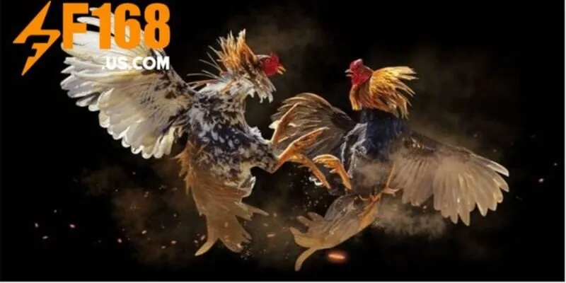 Đá Gà F168 cựa sắt